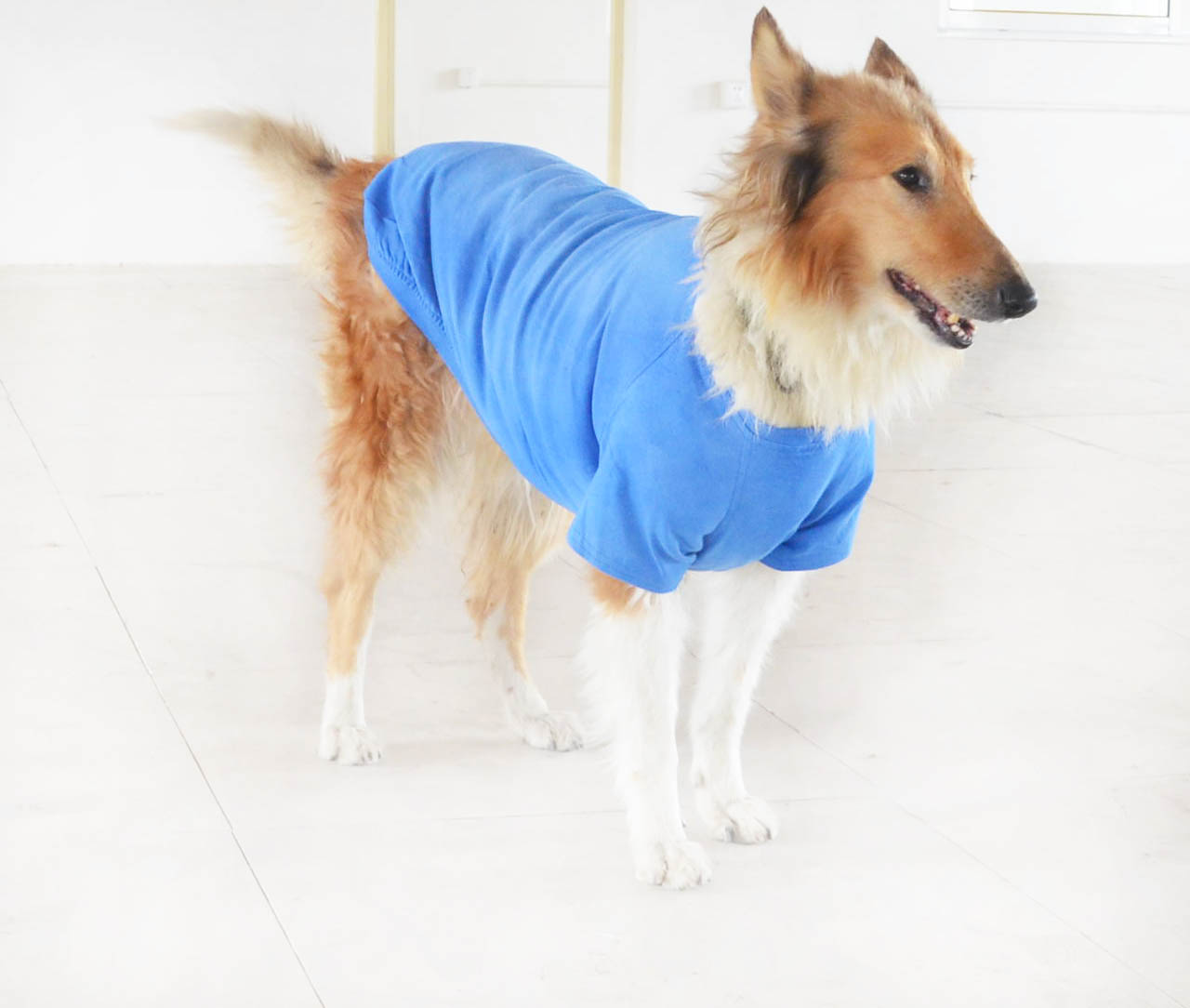 Large dog Blank Tshirt