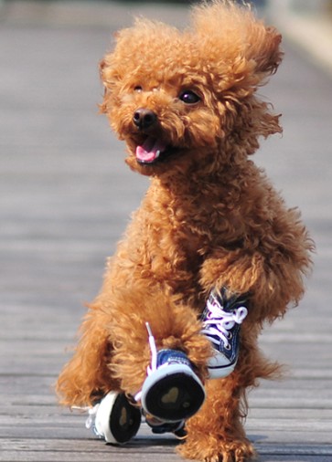 Dog Canvas Sneaker