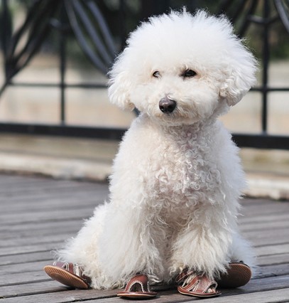 Dog Blank Sandal