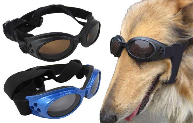 Dog Doggles