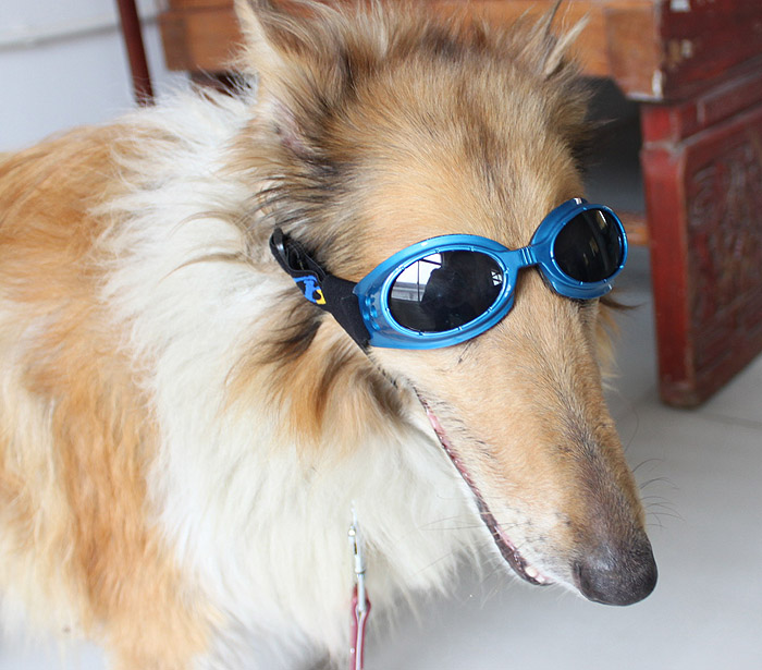 Dog Doggles
