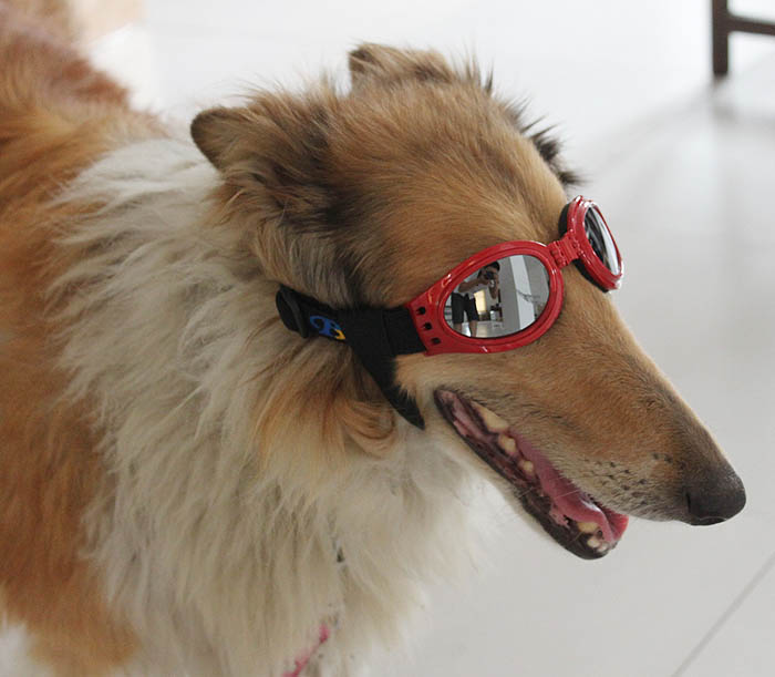 Dog Doggles